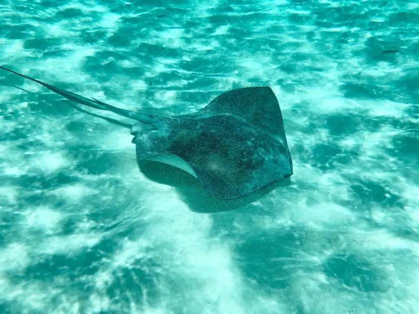 Natural beaches in Cozumel Mexico - Stingray close to the beach