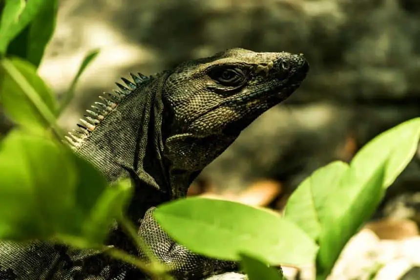 Tulum, Quintana Roo, Mexico - Wildlife: Iguanas can be seen very often