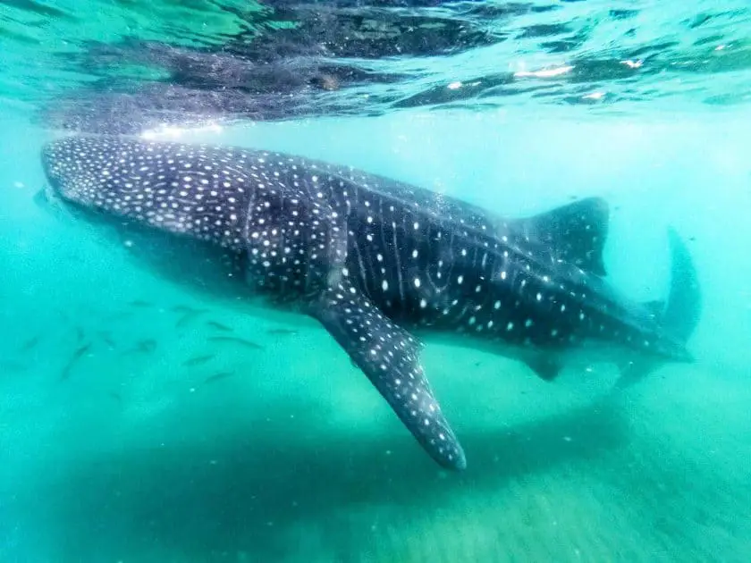 Nadar con tiburones ballenas en México