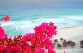 Cancún – Flores tropicales en la playa