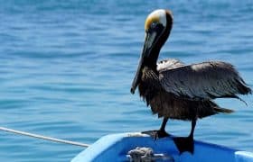 Isla Mujeres México - Lancha de pescadores con pelícano