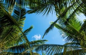 Cozumel playas con palmeras