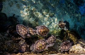 Excursions in Cancun, Quintana Roo, Mexico - Visit to a turtle farm