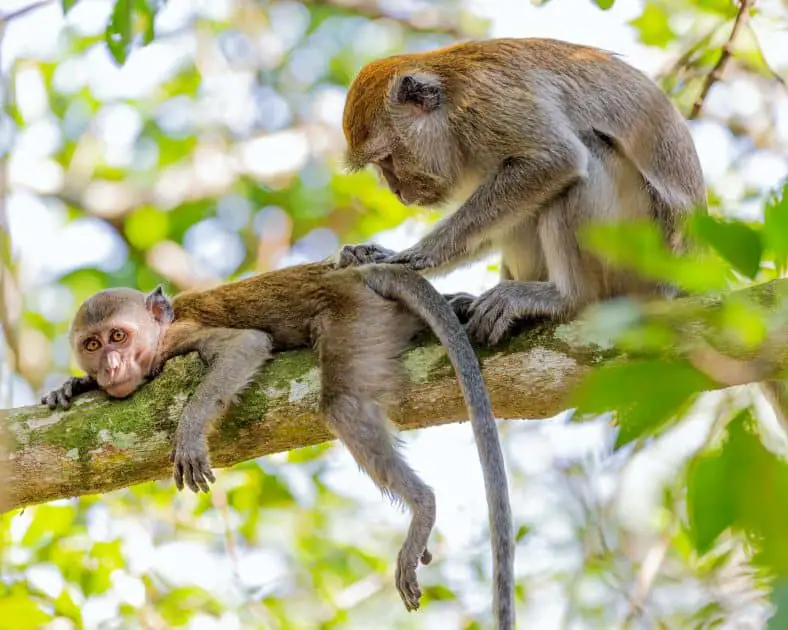 Qué hacer en Akumal, México - Visita al Santuario de Monos