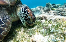 Akumal México - Tortugas marinas