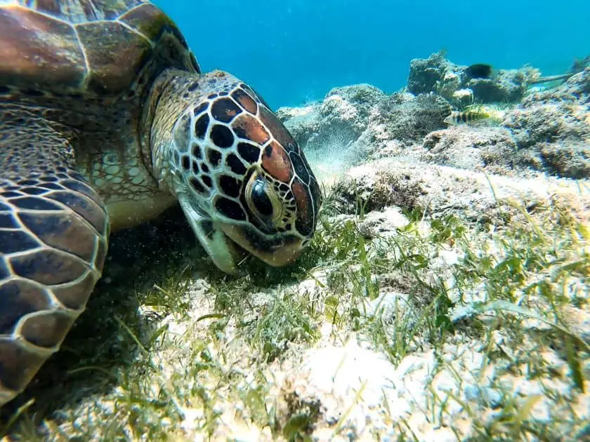 Qué hacer en Akumal México - Nadar con tortugas marinas