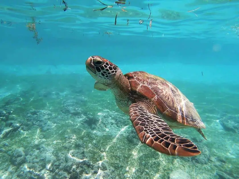 Akumal Mexiko - Schnorcheln mit Meeresschildkröten
