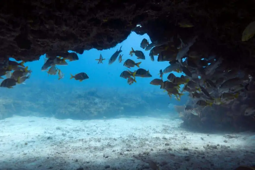 Actividades qué hacer en Puerto Morelos, México – Bucear a la cueva de tiburones