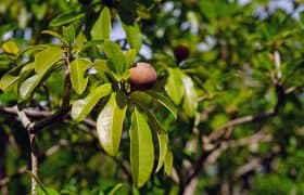 Puerto Morelos, Mexico. Travel Advisory. - Zapote trees for chicle farming to get chewing gum