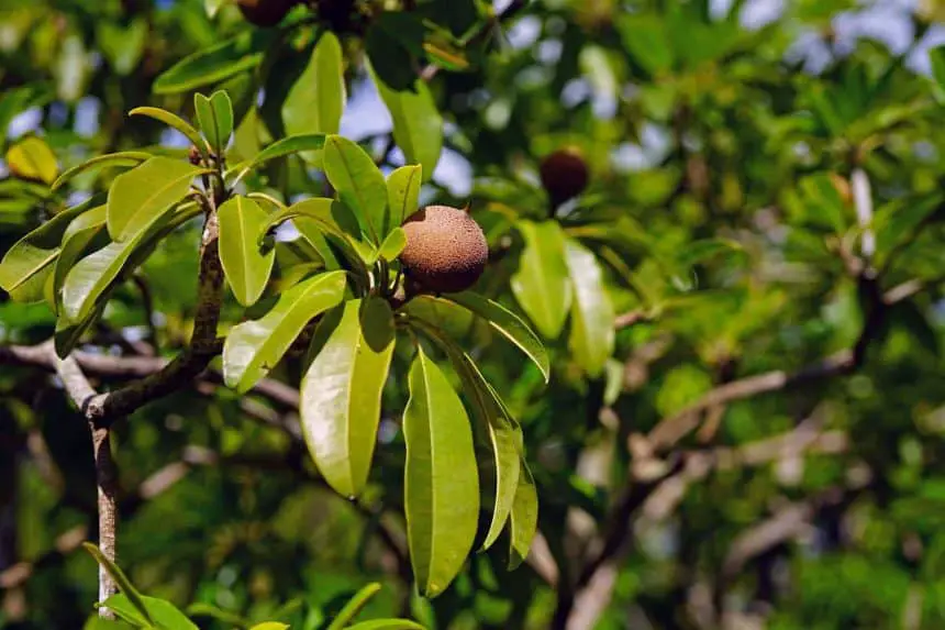 Puerto Morelos, Mexiko.Reiseführer. - Bortfruchtbäume zur Gewinnung von Chicle (Kaugummi)