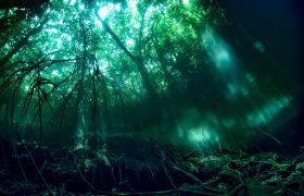 What is a cenote? Diving in the cenotes of Yucatan Peninsula, Mexico