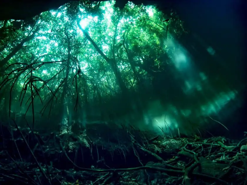 Qué es un cenote? Buceo en los cenotes de la Península de Yucatán, México