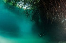 Diving Casa Cenote, Tulum, Mexico