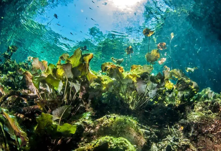 Scuba Diving at Cenote Nicte Ha, Yucatan Peninsula, Mexico
