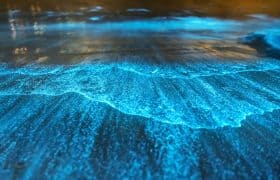 Bioluminescence in the sea