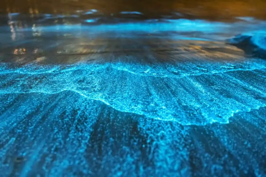 Bioluminescence in the sea