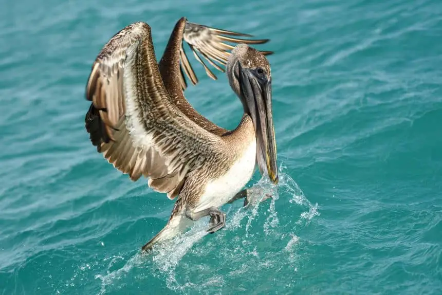 Vogelbeobachtung: Pelikan auf der Insel Holbox, Mexiko