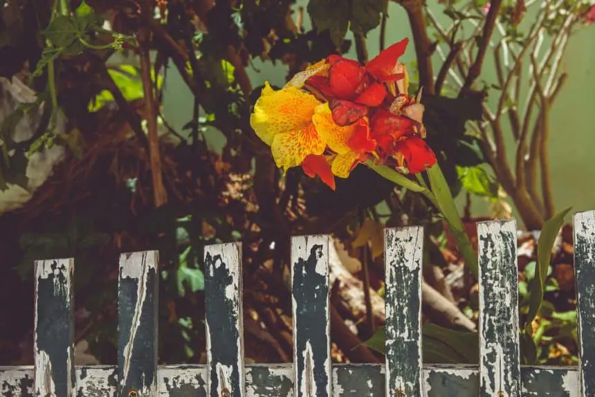 Street Art on Island Holbox