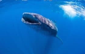 Whale shark in the blue sea at Island Holbox in Mexico