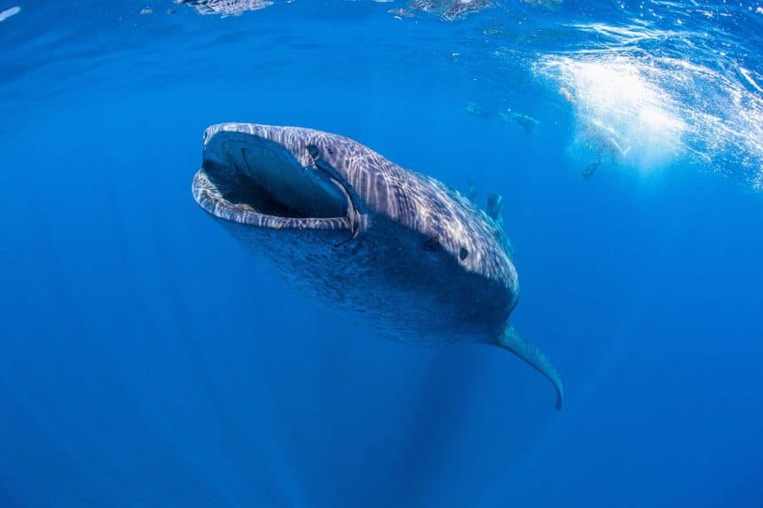 Whale shark in the blue sea at Island Holbox in Mexico