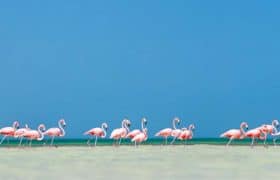 Flamencos rosados en Isla Holbox, México