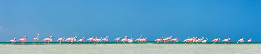 Pink flamingos on island Holbox, Mexico