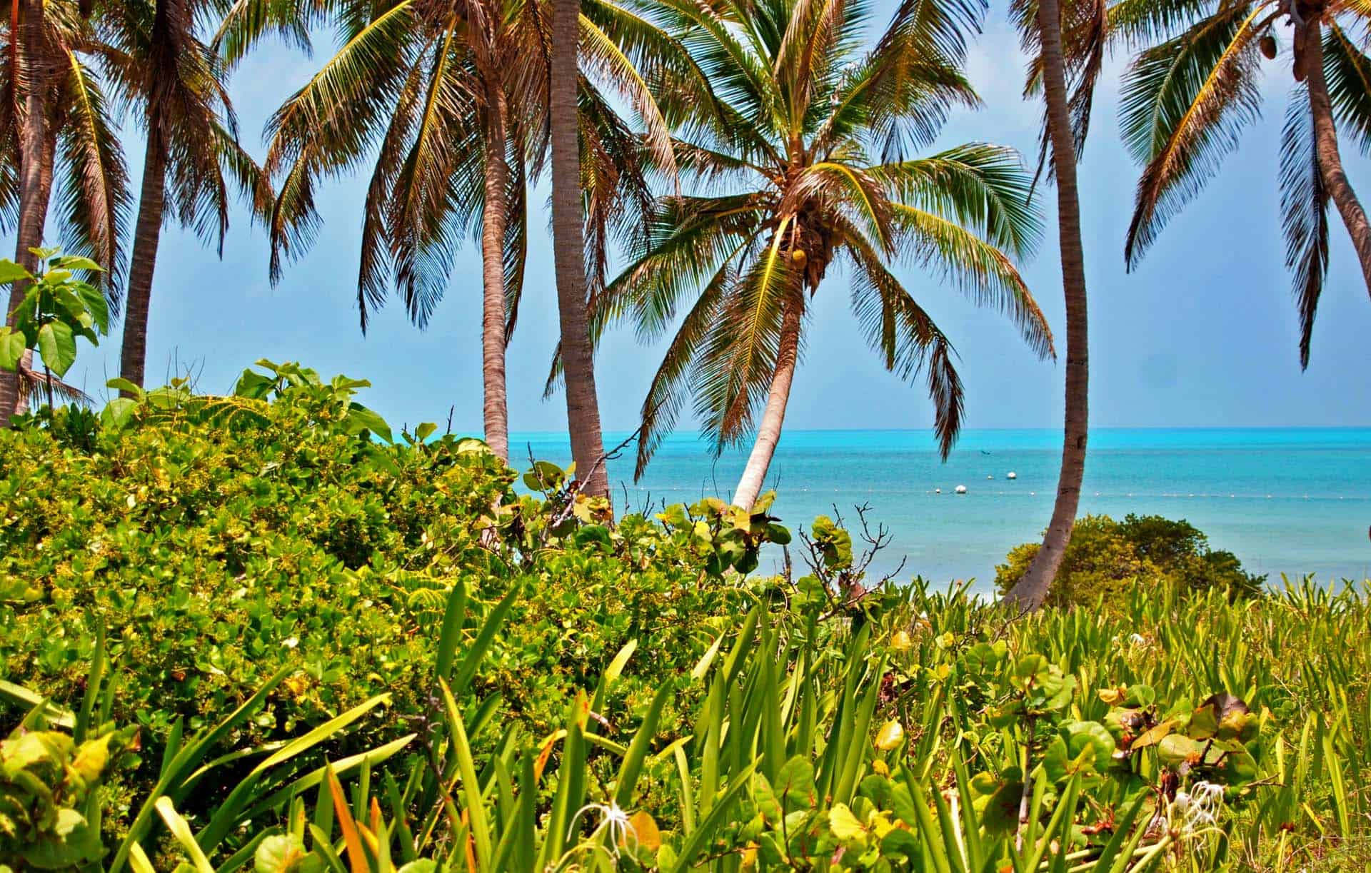 Tropische Vegetation auf Isla Contoy