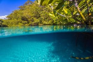 Types of Cenotes - Ancient lagoon-like Cenote