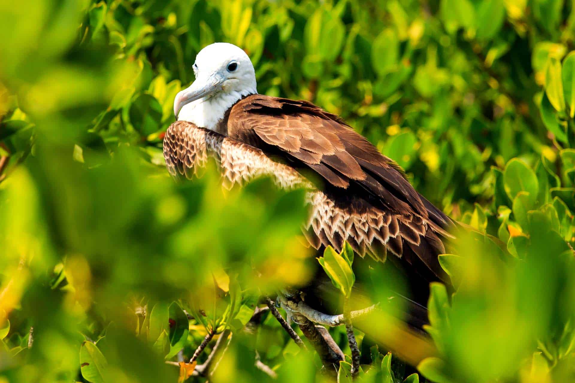 Vogelbeobachtung auf Isla Contoy, Mexiko - Junger Fregattvogel