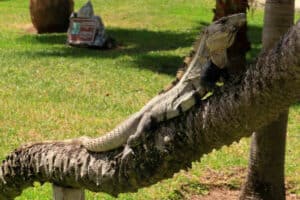 Garden at Allegro Playacar - Iguanas