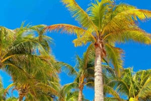 Garden at Allegro Playacar - Coconut Palms