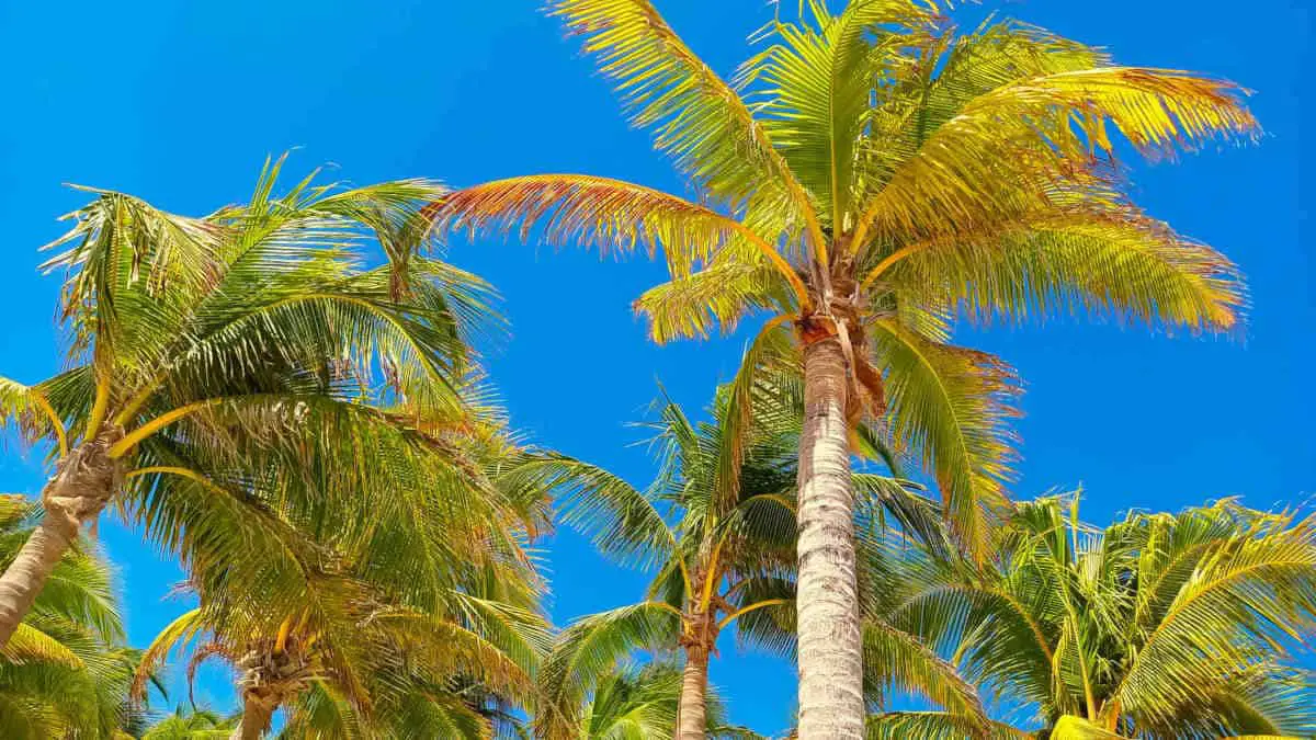 Garden at Allegro Playacar - Coconut Palms