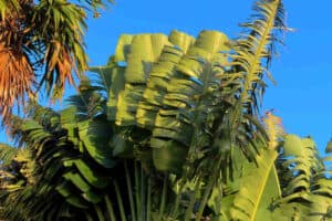 Garden at Allegro Playacar - Tropical Green and Blue Sky