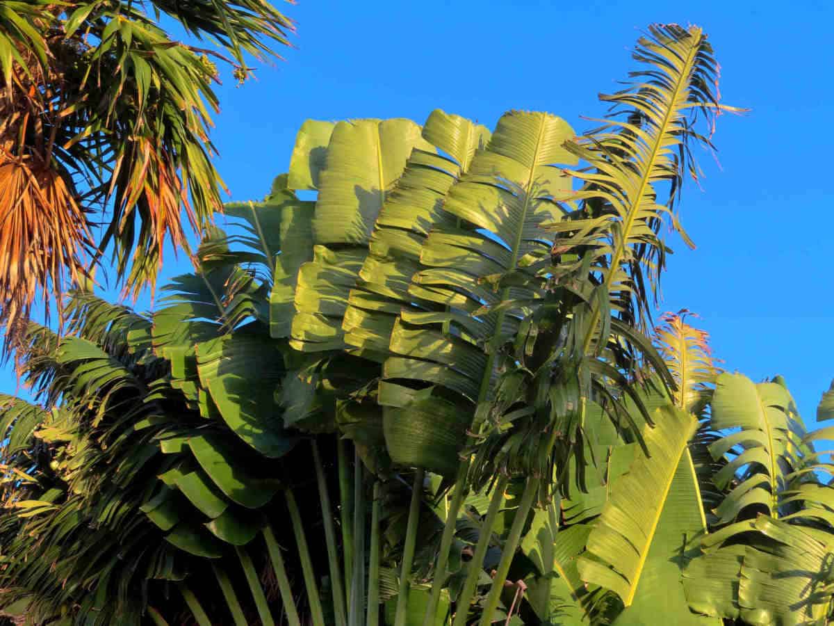 Garten im Allegro Playacar - Tropisches Grün und blauer Himmel