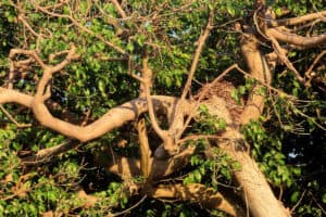 Garten at Allegro Playacar - Tree