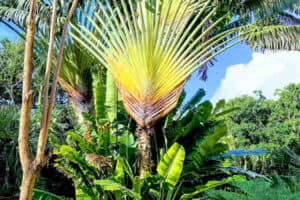 Garden at Allegro Playacar - Vegetation