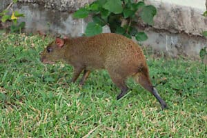 Garden at Allegro Playacar - Wildlife