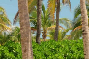 Beach Allegro Playacar - Vegetation