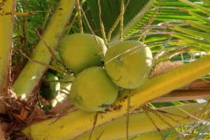 Beach Allegro Playacar - Coconuts