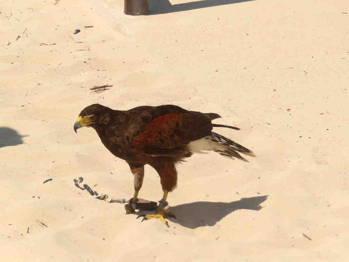 Beach Allegro Playacar - Eagle