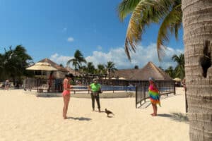 Beach Allegro Playacar - Eagle against Seagulls