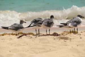 Beach Allegro Playacar - Seagulls