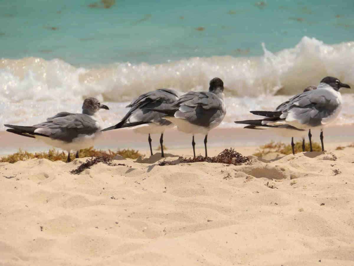 Beach Allegro Playacar - Seagulls