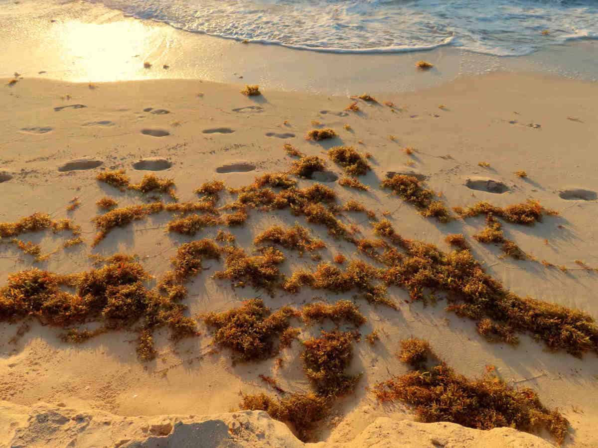 Beach Allegro Playacar - Seaweed