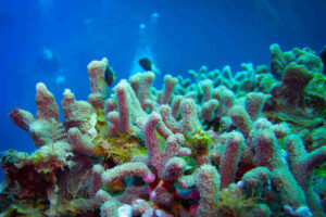 Healthy Coral at the Reef in Cozumel
