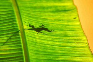 Palmblatt mit Gecko in Cozumel