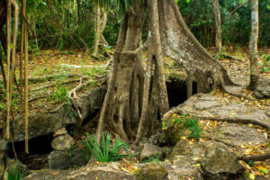 Tree in the djungle of Cozumel