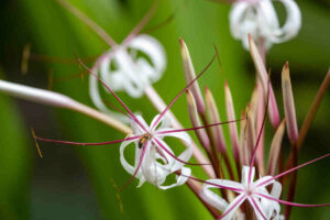 Tropische Blume in Tulum