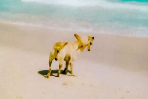 Activities in Playa del Carmen - Our Dog at the Beach many Years ago